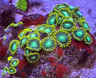Лот: 20513484. Фото: 1. Зонты Радиоактивны (Dragon eye... Моллюски, ракообразные, кораллы
