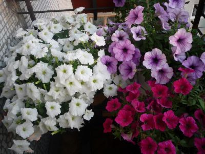 Лот: 11356428. Фото: 1. Петуния ампельная Ramblin Sugar... Садовые цветы