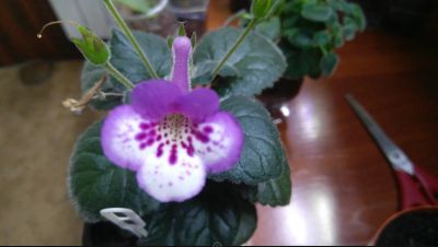 Лот: 10726006. Фото: 1. Минисиннингия (глоксиния) Возможен... Горшечные растения и комнатные цветы