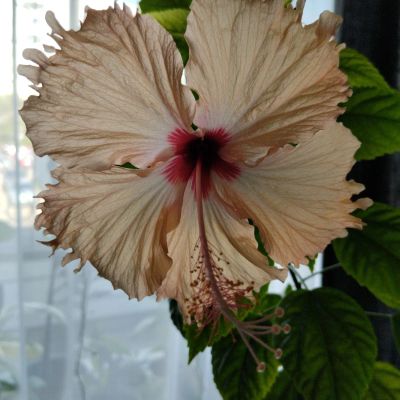 Лот: 19197399. Фото: 1. Гибискус сортовой. Горшечные растения и комнатные цветы