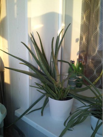 Лот: 4065721. Фото: 1. Отдам алоэ. Горшечные растения и комнатные цветы