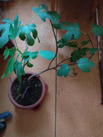 Лот: 25888464. Фото: 1. инжир с плодами. комнатный. самоплодный... Горшечные растения и комнатные цветы