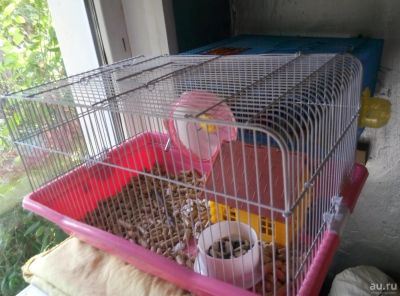 Лот: 8086712. Фото: 1. Хомяки Джунгарики. Остальные животные