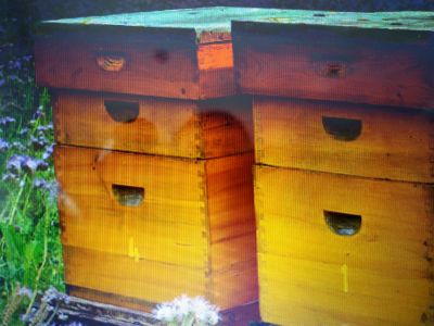 Лот: 21770113. Фото: 1. Пчёлы. Пчеловодство