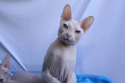 Лот: 9898962. Фото: 1. В добрые руки кошечка Донского... Кошки, котята