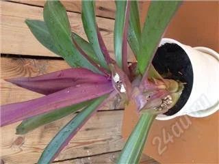 Лот: 89745. Фото: 1. Рэо. Горшечные растения и комнатные цветы