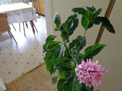Лот: 3111995. Фото: 1. Шикарная Якобимия (редкое растение... Горшечные растения и комнатные цветы