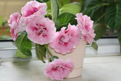 Лот: 4472964. Фото: 1. Глоксиния розовая махровая (детка... Горшечные растения и комнатные цветы