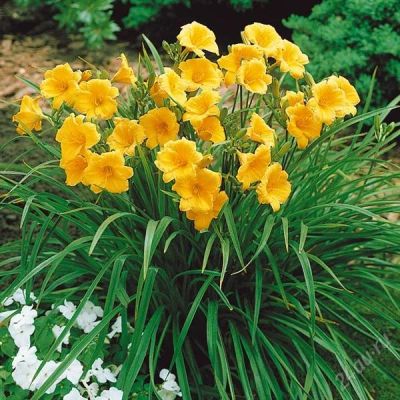 Лот: 832984. Фото: 1. Лилейник "Stella de Oro" многолетний... Другое (семена, рассада, садовые растения)