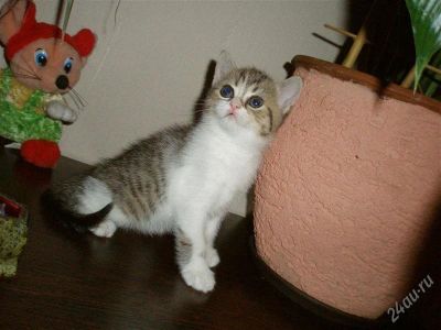 Лот: 1842111. Фото: 1. Шотландская прямоухая кошечка. Кошки, котята