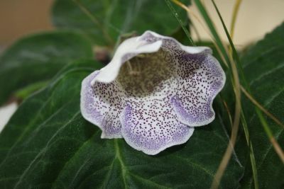 Лот: 4399963. Фото: 1. Глоксиния (ситец фиолетовый, цветет... Горшечные растения и комнатные цветы