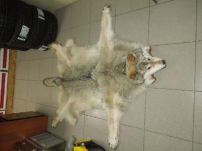 Лот: 11042534. Фото: 1. Шкура волка (Е6222). Чучела животных, рога, шкуры