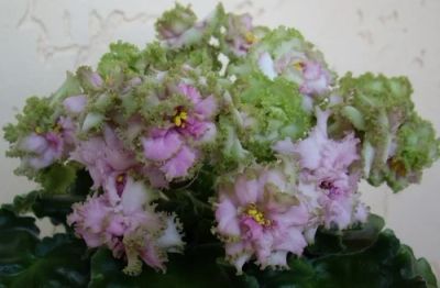 Лот: 3409322. Фото: 1. Лист сортовой фиалки Irish cream... Горшечные растения и комнатные цветы
