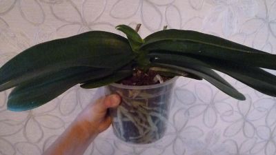 Лот: 4429082. Фото: 1. орхидея фаленопсис D8 ( грандифлора... Горшечные растения и комнатные цветы