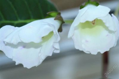 Лот: 2894598. Фото: 1. Глоксиния 35 (цветущее растение... Горшечные растения и комнатные цветы