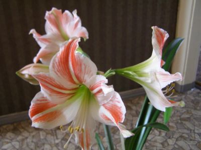 Лот: 3852128. Фото: 1. Гиппеаструм. Горшечные растения и комнатные цветы