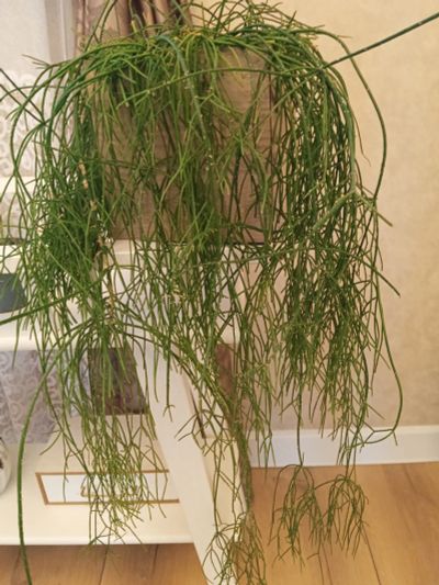 Лот: 25888475. Фото: 1. Рипсалис. Горшечные растения и комнатные цветы