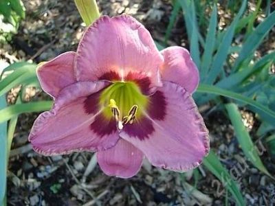 Лот: 836433. Фото: 1. Лилейник "Alwase afternoon" (последний... Другое (семена, рассада, садовые растения)