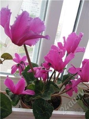 Лот: 1367911. Фото: 1. цикламен. Горшечные растения и комнатные цветы