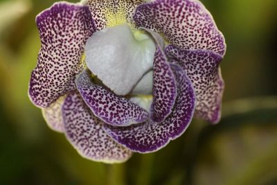 Лот: 3929748. Фото: 1. Глоксиния начинает распускаться. Горшечные растения и комнатные цветы