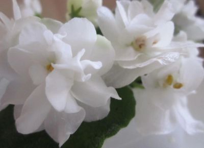 Лот: 5275261. Фото: 1. лист фиалки - белая. Горшечные растения и комнатные цветы