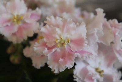 Лот: 5215773. Фото: 1. сортовая фиалка Розовая акварель... Горшечные растения и комнатные цветы