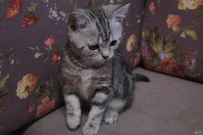 Лот: 13265059. Фото: 1. Шотландская чистокровная девочка. Кошки, котята