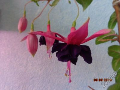 Лот: 4330036. Фото: 1. Фуксия Angelika Fuhrman - черенок... Горшечные растения и комнатные цветы