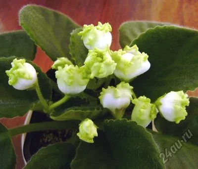 Лот: 10437985. Фото: 1. Сортовая фиалка Парниковый эффект... Горшечные растения и комнатные цветы