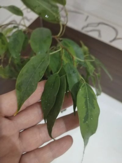 Лот: 25888977. Фото: 1. Фикус Бенджамин. Горшечные растения и комнатные цветы