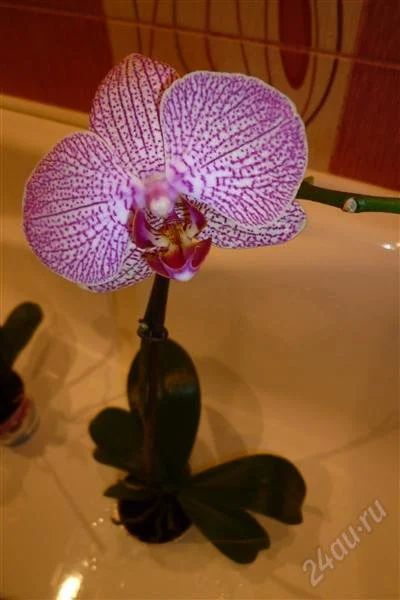 Лот: 2718164. Фото: 1. орхидея-фаленопсис №26(отцвела... Горшечные растения и комнатные цветы