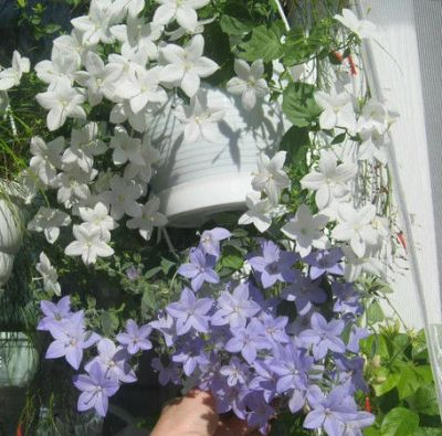 Лот: 5284057. Фото: 1. Колокольчики кампанула "Жених... Горшечные растения и комнатные цветы