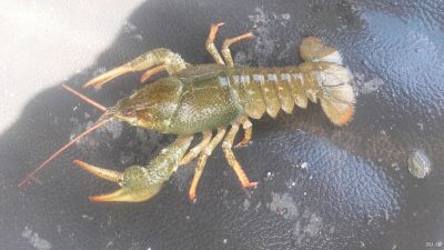 Лот: 11936389. Фото: 1. Раки Живые. Другое (растения и животные)