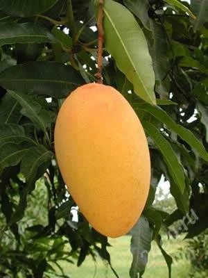 Лот: 2873944. Фото: 1. сушеный манго / срочно. Другое (кондитерские изделия, конфеты)