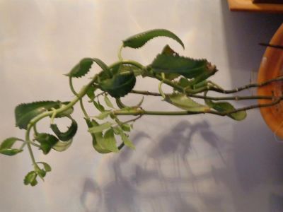 Лот: 3380101. Фото: 1. продан. Горшечные растения и комнатные цветы