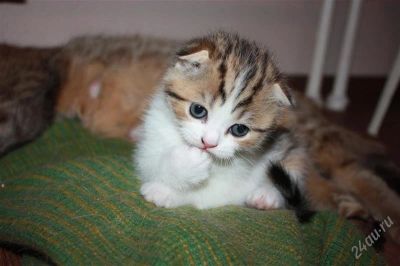 Лот: 2390896. Фото: 1. шотландскийвислоухий котенок. Кошки, котята