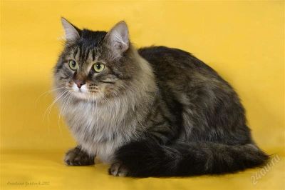 Лот: 2667915. Фото: 1. Сибирский кот ищет невесту!. Кошки, котята