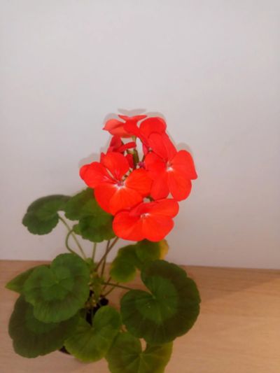 Лот: 17677486. Фото: 1. Пеларгония. Горшечные растения и комнатные цветы