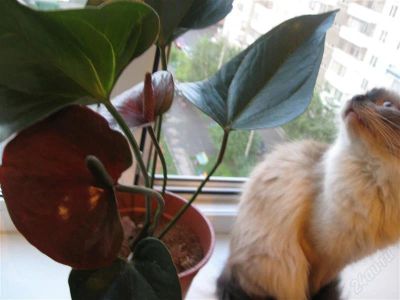 Лот: 1905275. Фото: 1. антуриум Chocolate Beauty. Горшечные растения и комнатные цветы