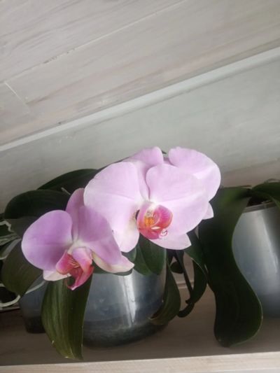 Лот: 20850006. Фото: 1. Орхидеи. Горшечные растения и комнатные цветы