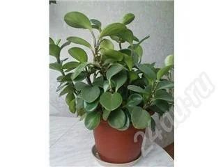 Лот: 25276. Фото: 1. пеперомия. Красноярск