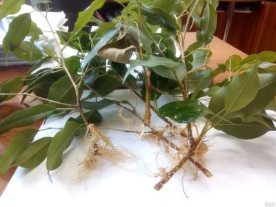 Лот: 17940650. Фото: 1. фикус бенджамина черенок с корнями. Горшечные растения и комнатные цветы
