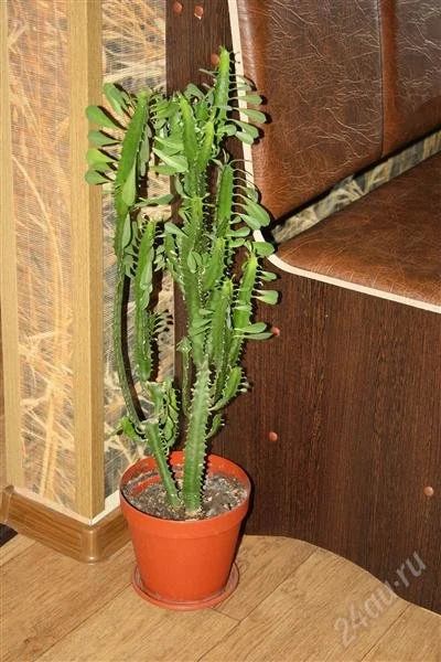 Лот: 2762506. Фото: 1. Молочай эуфорбия треугольный. Горшечные растения и комнатные цветы