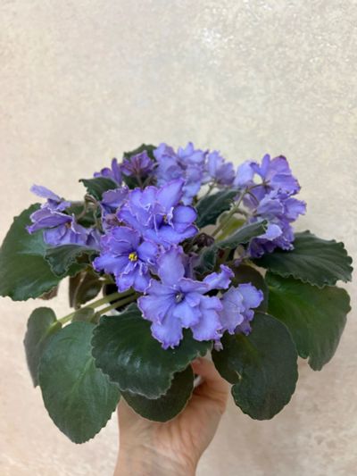 Лот: 25882431. Фото: 1. Сенполия (фиалка) Blue Dragon. Горшечные растения и комнатные цветы