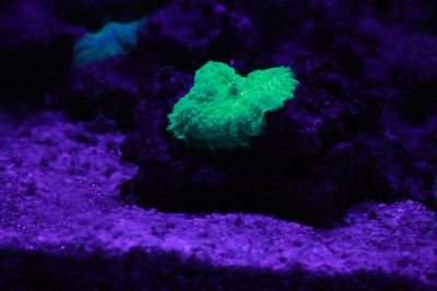 Лот: 5114549. Фото: 1. Дискоактиния, дискосома, "морской... Моллюски, ракообразные, кораллы