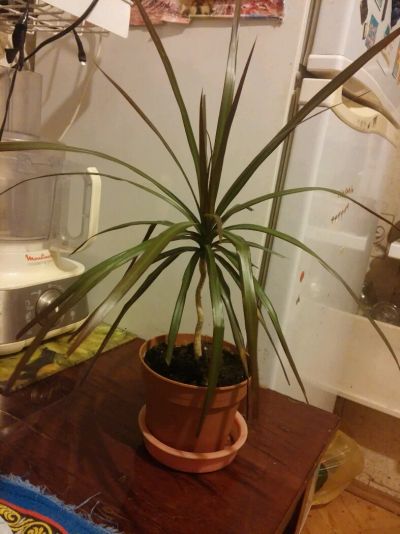 Лот: 8686105. Фото: 1. Драцена окаймлённая. Горшечные растения и комнатные цветы