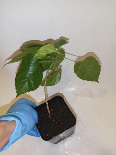 Лот: 25882853. Фото: 1. Роза китайская гибискус отросток... Горшечные растения и комнатные цветы