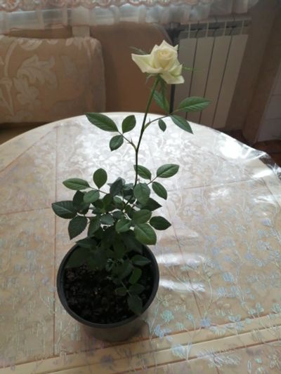 Лот: 16180965. Фото: 1. Роза. Горшечные растения и комнатные цветы
