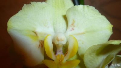 Лот: 7669560. Фото: 1. повторно-орхидея фаленопсис(Multi... Горшечные растения и комнатные цветы