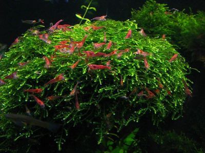 Лот: 19710463. Фото: 1. ➡️Креветка красная вишня (Neocaridina... Моллюски, ракообразные, кораллы